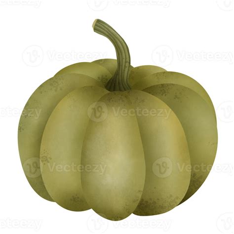 Butternut Squash Watercolor Hand Drawn Illustration 29759909 Png