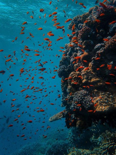 Pourquoi Les Poissons Rouges Changent Ils De Couleur Ou Deviennent Ils