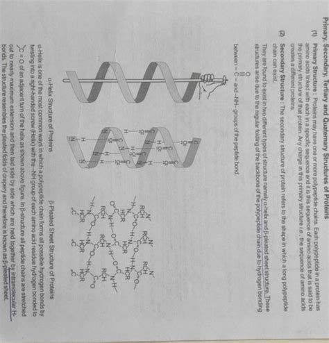 Primary Secondary Tertiary And Quaternary Structures Of Proteins1 Pr