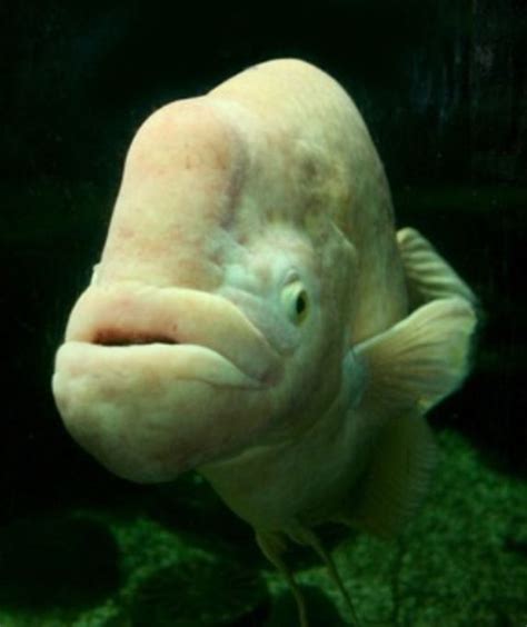 Top Wallpaper Pictures Of The Ugliest Fish Latest