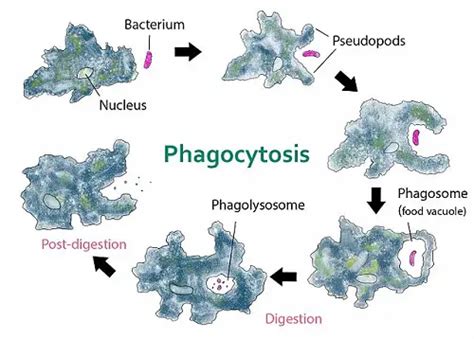 The Difference Between Endocytosis And Phagocytosis