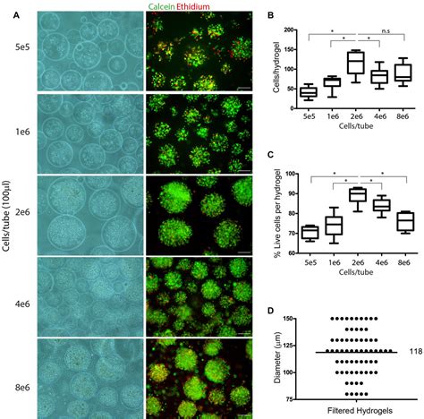 Frontiers Peg Fibrinogen Hydrogel Microspheres As A Scaffold For