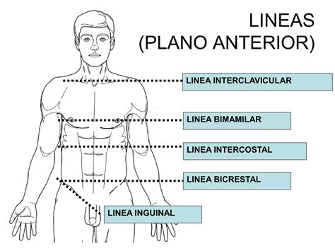 Anatomia Topografica Ppt Descarga Gratuita