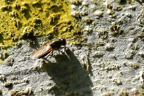 Syrphidae A Male June 2023 Fovslet Forest Kolding Denm Flickr