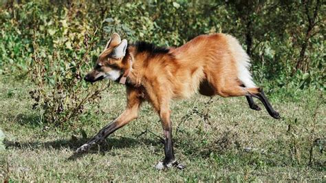 Lobo Guar Argentino Perdido Retorna Natureza