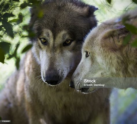 Alpha Female Wolf