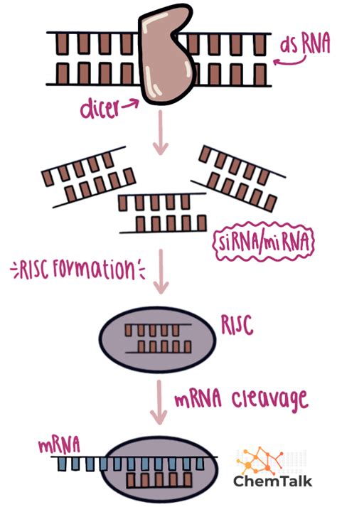 RNA interference | ChemTalk