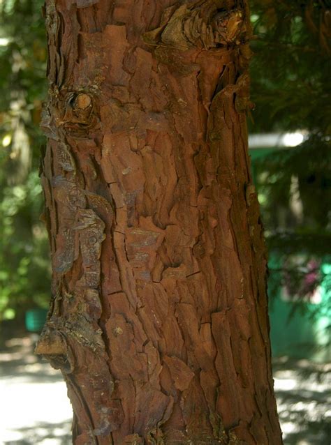 Incense Cedar Calocedrus Decurrens Pacific Northwest Native Tree