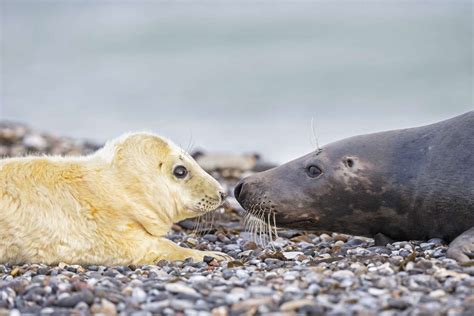 Gray Seal Facts (Halichoerus grypus)