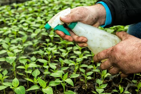 Cara Membuat Pestisida Nabati Dari Daun Kenikir Beluntas Dan Sirsak