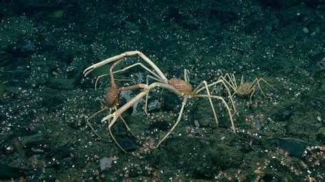 Long Clawed Spider Crab Northeast Pacific Deep Exploration Project A