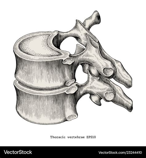 Thoracic Vertebrae Anatomy Vintage Clip Art Vector Image