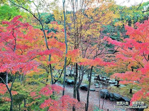 大阪楓葉dcard 大阪賞楓景點 🍁分享日本大阪 人少但優美的楓紅景點！👍😊 日本旅遊板 Dcard