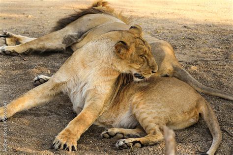 In Gir Forest National Park Gir Sanctuary Gujarat India Asiatic