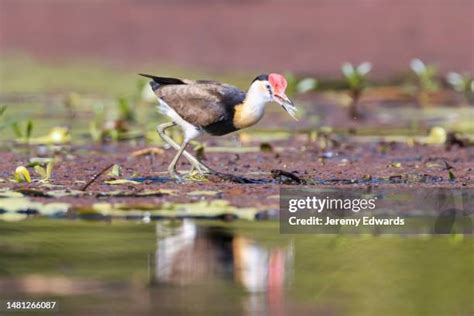 Jacana Bird Photos And Premium High Res Pictures Getty Images