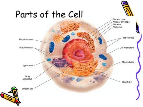 Cell Components Diagram | Quizlet