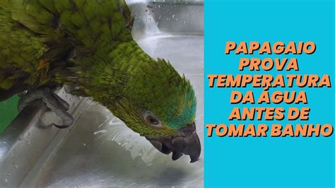 Papagaio Prova Temperatura Da Gua Antes De Tomar Banho Youtube