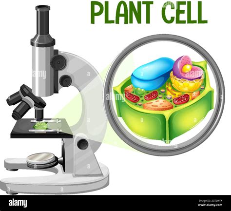 Microscope with plant cell diagram Stock Vector Image & Art - Alamy