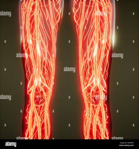 Capillary Vessels Hi Res Stock Photography And Images Alamy