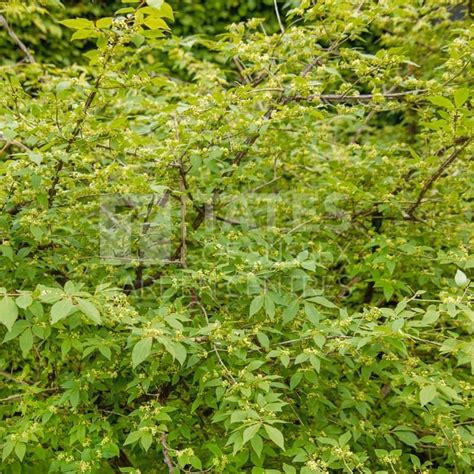 Euonymus Alatus Blade Runner 3l Pollinators Tates