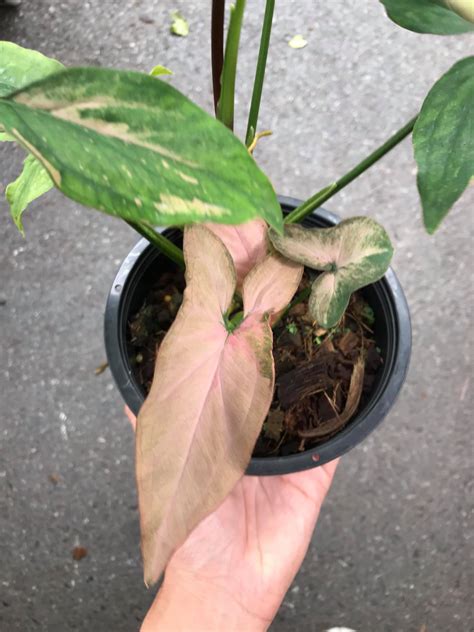 Syngonium Pink Splash Botgarden