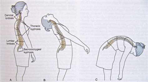 Notes on Anatomy and Physiology: Function of the Thoracolumbar Fascia ...