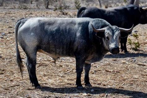 Buena Presencia Tiene Los Toros De DGuadiana Para Corrida En La Finca