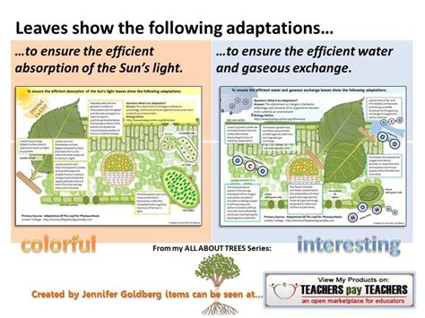 ALL ABOUT TREES: Leaf Adaptations Handouts | Handouts, Adaptations ...