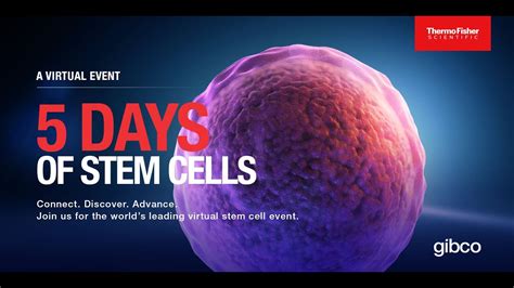 5 Days Of Stem Cells Youtube