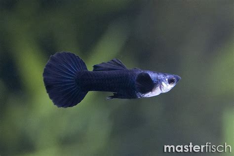 Guppy Elephant Ear Black Jack Premium Poecilia Reticulata MasterFisch