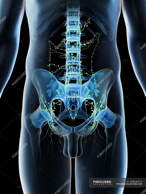 Lymph Nodes Lower Back