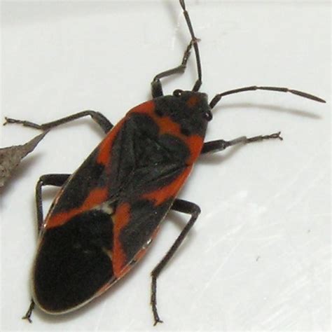 Small Milkweed Bug Lygaeus Kalmii Bugguide Net