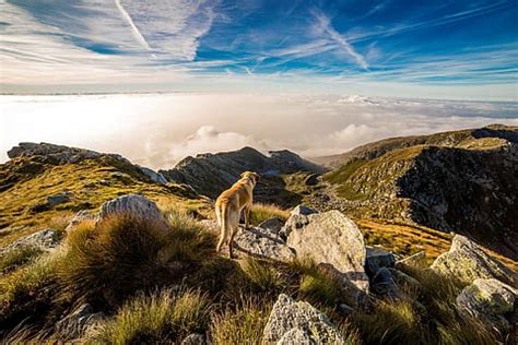 Fotografies Andrate Lliures De Regalies Piqsels