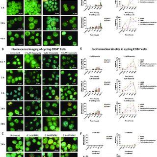 γH2AX and 53BP1 foci formation kinetics in CD34 cells after treatment