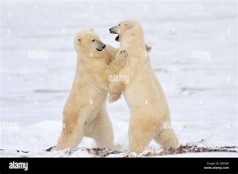 Dos Osos Polares Ursus Maritimus De Pie Y Jugar Combates Churchill