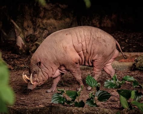 buru babirusa facts diet habitat pictures  animaliabio