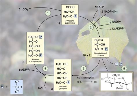 Der Calvin Zyklus Übersicht