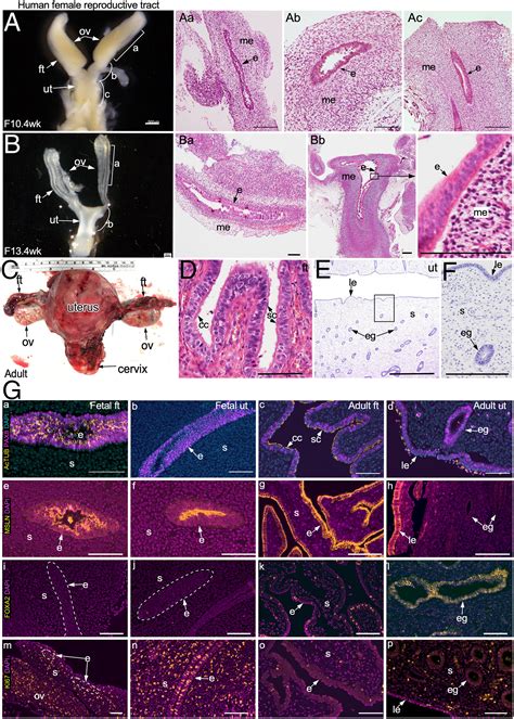 Mouse Uterus Histology