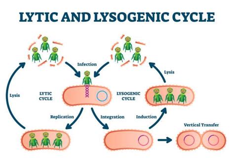 What Is The Life Cycle Of Bacteria