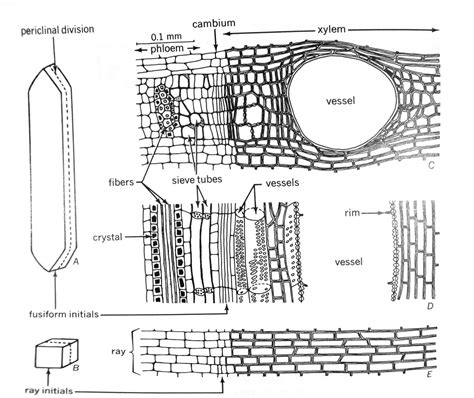 Lecture 12 Vascular Cambium