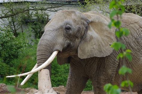 Afrikanischer Elefant Zoo Kostenloses Foto Auf Pixabay Pixabay