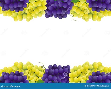 Grape Border Stock Image Image 21650371