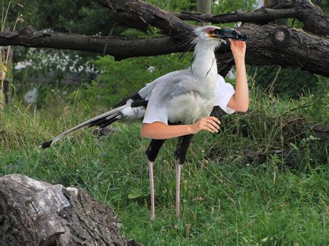 Birds With Arms Because Internet Huffpost