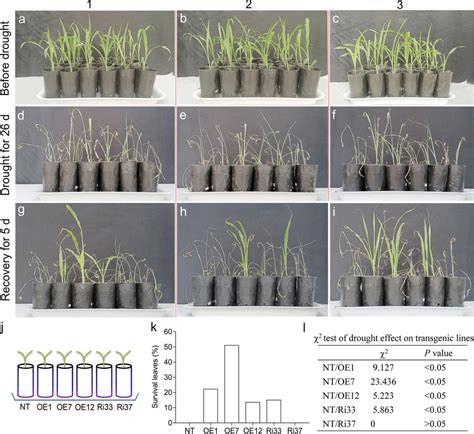 Phenotypes Of The Transgenic Maize Lines Under Drought Stress Indoors