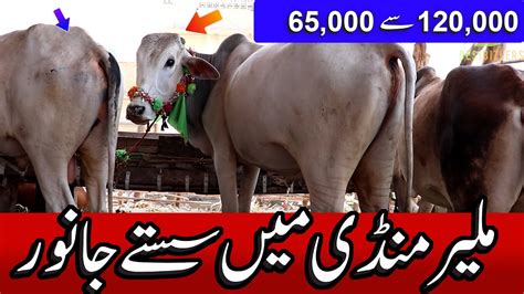 Malir Mandi 2023 Today Malir Mandi Latest Update Cow Mandi 2023