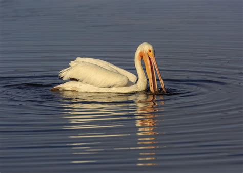 Carnivorous Birds List - Examples of Birds of Prey With Photos