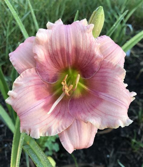 Photo Of The Bloom Of Daylily Hemerocallis Janice Brown Posted By