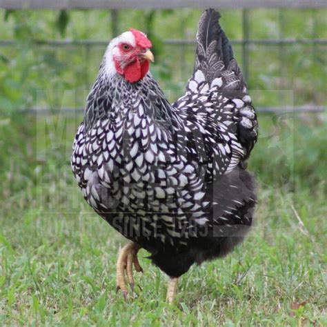 Silver Laced Wyandotte Rooster