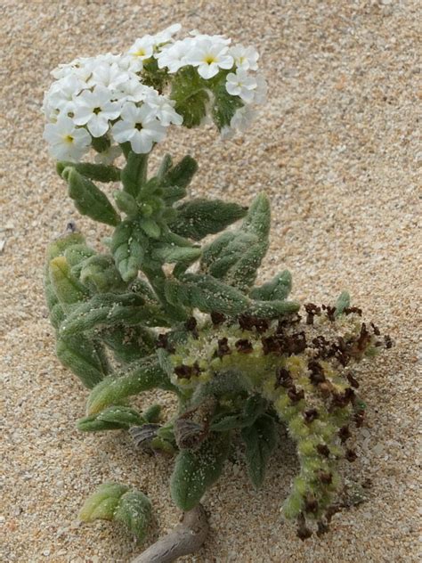 16 Heliotrope Plant Varieties : A Stunning Houseplant Landscaping