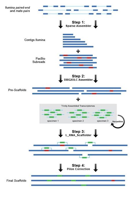 Hierarchical Assembly Strategy Employed For The Golden Mussel Genome